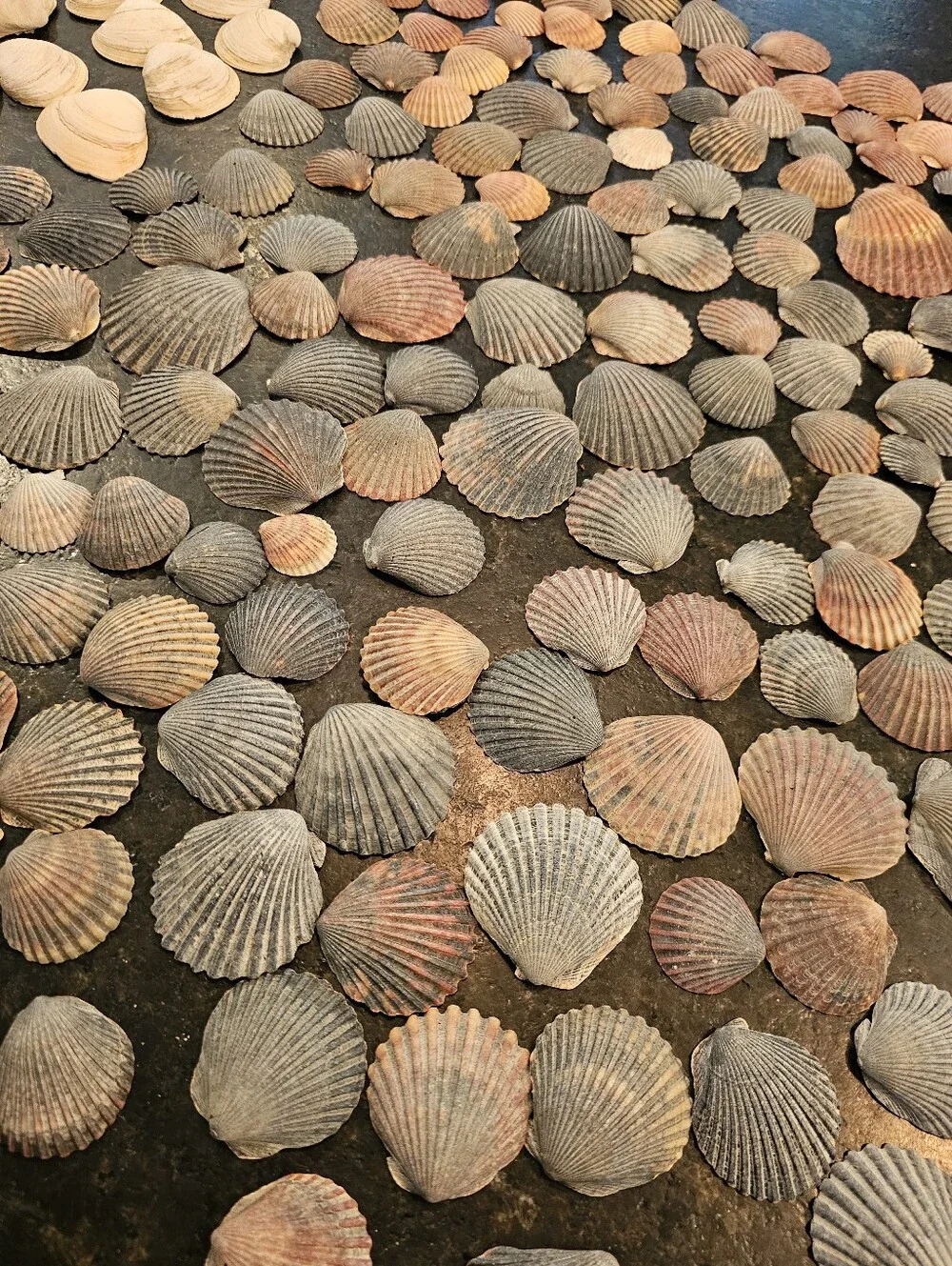 229 Seashells Natural Pink, Gray, Cream for Crafting, Stained Glass, Jewelry